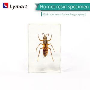 Equipaggiamento didattico trasparente campione in resina di <span class=keywords><strong>calabrone</strong></span> per la <span class=keywords><strong>vespa</strong></span> per l'insegnamento - Product Image 6