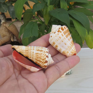 Bricolage Coquille De Crabe Ermite En Gros Matières Premières Ornements Artisanat Coquilles Conches Escargot De Mer Conchas Caracolas Marinas - Product Image 4