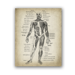 Impressions et affiches d'art d'<span class=keywords><strong>anatomie</strong></span> humaine, affiches d'<span class=keywords><strong>anatomie</strong></span> vintage peinture sur toile art mural photos décoration de clinique de médecin - Product Image 5