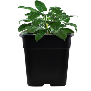 Vasi in Plastica Nera Quadrati da 1-10 Galloni all'Ingrosso per Giardino, Vivaio e <span class=keywords><strong>Piante</strong></span> Bonsai - Product Image 4