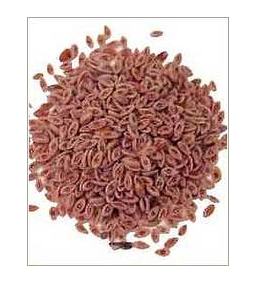 เมล็ดไซเลียมอิสับกอลธรรมชาติ สารสกัดจากพืชดิบ ปลูกแบบธรรมชาติ รับประทานได้ - Product Image 2