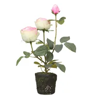 Haute qualité rose plantes en pot