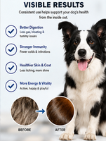 Friandises probiotiques naturelles pour chiens et chats : soutien quotidien de la santé intestinale, de la fonction immunitaire, de la digestion et du bien-être général