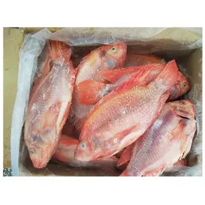 Mojarra roja congelé de qualité supérieure, (Tilapia roja) poisson Tilapia rouge Monosex congelé
