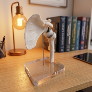 Modelo de Reemplazo de Articulación del Hombro de Tamaño Mini, Prótesis Simulada de Escápula y Húmero, Espécimen Óseo para Anatomía de Implantes de Articulación del Hombro - Product Image 4