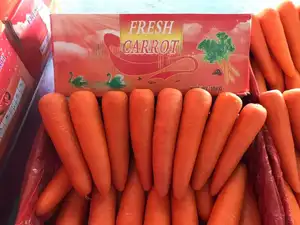 เมล็ดแครอทสดสำหรับเด็กผู้จัดจำหน่ายจากประเทศจีน