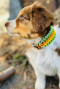 Paracord macramé hecho a mano trenzado entrenamiento cuerda de nailon mascota perro Collar y <span class=keywords><strong>plomo</strong></span> Collier Pour Chien Corde Pit Bull - Product Image 2