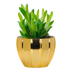 Creative Home Office Desktop in Vaso Balconi per le Ragazze Pianta Verde di Porcinella Placcato Piccolo Vaso di Fiori - Product Image 6