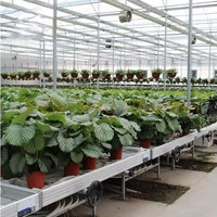 Table de plantation roulante pour pépinière de grandes semis, avec bacs en maille, cadre en acier galvanisé à chaud, et système d'irrigation par le bas pour hydroponie