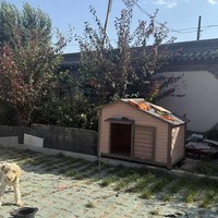Nichoir pour chien de grande taille, imperméable et résistant au froid, avec toit en bois massif pour l'hiver
