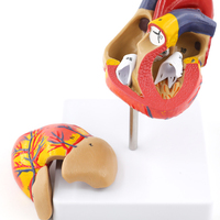 Modèle anatomique humain en PVC de haute qualité de dissection cardiaque