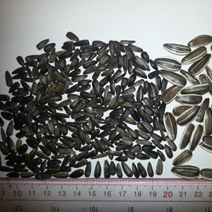 Nouvelles graines <span class=keywords><strong>de</strong></span> <span class=keywords><strong>tournesol</strong></span> à l'huile noire pour les oiseaux - Product Image 5