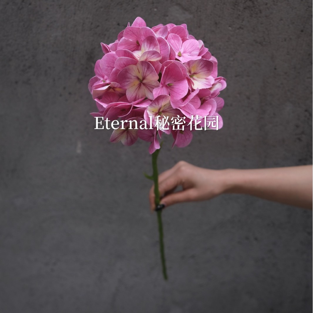 3DHydrangea rose coeur jaune (version sans feuilles)