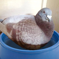 ZZ LMB17 Nid de ponte en plastique à bas prix pour oiseaux, lit de ponte pour volailles, boîte de ponte pour pigeons