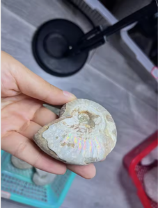 Vente en gros de fossiles d'ammonites naturelles irisées, coquillages de nautilus anciens pour la guérison par le Reiki et la décoration intérieure - Product Image 3