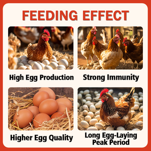 Prémélange pour poules pondeuses en période de pointe à 5% : Additifs nutritionnels scientifiques pour l'alimentation avicole |   Amélioration de la qualité des œufs et production élevée - Product Image 4