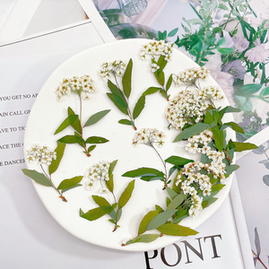Prix de gros : Petits narcisses naturels pressés et séchés avec tiges, fleurs botaniques véritables pour fournitures DIY en gros - Product Image 3