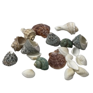 Vỏ sò tự nhiên đầy màu sắc các loại vỏ biển Bộ sưu tập trang trí chủ đề bãi biển - Product Image 2