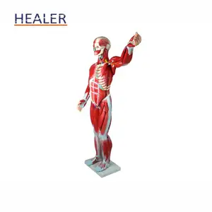 Humanos todo el cuerpo maniquí órgano modelo de enseñanza anatómico del cuerpo humano músculo disección anatomía modelo con los órganos internos