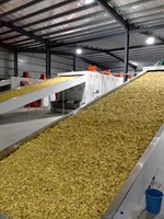 Machine de séchage des épices au gingembre de 20 tonnes de capacité, contrôle PLC, ligne de production de gingembre séché