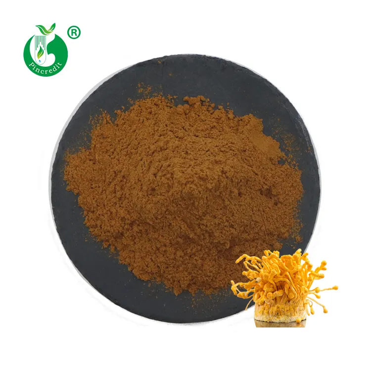 Pincre- Extracto de polisacárido Cordyceps, 50% Cordycepin 0.3%