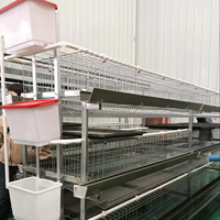 Nouveau système d'alimentation automatique pour cages à poulets de type H, en acier inoxydable et acier galvanisé, facile à utiliser, pour l'élevage commercial de poules pondeuses