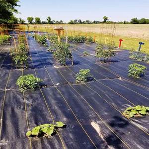 3FT * 250FT 100gsm copertura del terreno da giardino piante e barriere per erbacce repellente per erba panno pacciame servizio di taglio personalizzato - Product Image 4