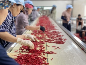 Chile rojo y verde fresco, proveedor mayorista de Vietnam, pimienta picante de alta calidad, exportación global - Product Image 4