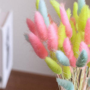 Queues de lapin naturelles colorées en fleurs séchées, Lagurus Ovatus, herbe de la <span class=keywords><strong>pampa</strong></span> naturelle, queues de lapin préservées - Product Image 3