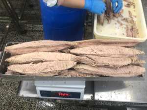 Il tonno rosso pinna gialla congelato precotto delle maldive in scatola essiccato in scatola conservato con varietà di salamoia include il tonno striato - Product Image 3