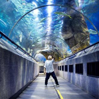 Vente directe du fabricant, bon prix, aquarium tunnel, aquarium en acrylique, tunnel pour aquarium, grand format