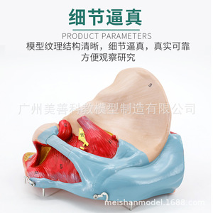Accessoires pelviens féminins, organes, vaisseaux sanguins, nerfs, muscles, anatomie, enseignement de la naissance, modèle des muscles du plancher pelvien - Product Image 4