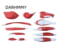DARHMMY Modelo Anatómico de 13 Partes del Músculo de la Pierna del Extremidad Inferior Humana, Material de PVC Duradero para la Enseñanza de Ciencias Médicas