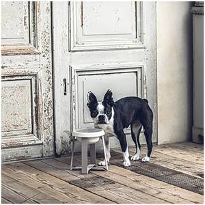 Top Selling Cat Dog <b>Feeder</b> <b>Bowl</b> Elevated Stand Durable Ceramic Exclusive Eating Design Stylish Raised Dog Food Supply <b>Pet</b> - Product Image 1