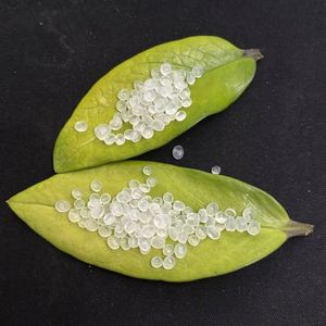 <b>Plastic</b> PP Raw Materials <b>Pellets</b> B340F Particles High Strength High Impact Powder PP Polypropylene PP Virgin <b>Plastic</b> Granules - Product Image 4