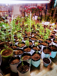 Saco Retangular para Plantio de Morangos de 5 Galões, Sacos de Cultivo em PE para Plantas, Saco Plástico para Plantas - Product Image 5