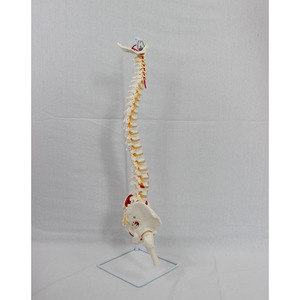 Modèle naturel de l'os occipital, des vaisseaux sanguins, de la ceinture pelvienne vertébrale, du fémur et des nerfs spinaux, y compris leur origine - Product Image 1