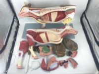 Modelo Anatómico de Vaca Educativo en 3D de PVC, Esqueleto Anatómico de Ganado para Acupuntura, Modelo Anatómico de Animales de Vaca Gratis