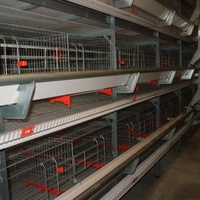 Système d'alimentation et d'abreuvement automatique pour cages de poules pondeuses, solution clé en main pour élevages avicoles
