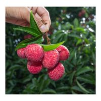Lichi Fresco Orgánico Dulce de Vietnam, Certificación HACCP, Calidad Premium, Caja de 10 kg, 12 Meses de Duración, Grado Alimenticio, Envío Rápido