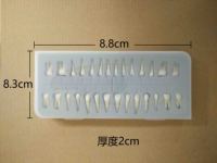 Modèle de dents individuelles double couleur pour adulte pour les dents en résine de démonstration