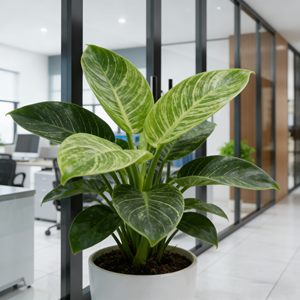 SZMK 2026 Cloison de séparation en verre trempé de haute qualité avec <span class=keywords><strong>cadre</strong></span> en alliage d'aluminium pour bureaux commerciaux et salles de conférence - Product Image 6