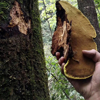Natuurlijke Organische Phellinus Igniarius Phellinus Linteus Paddestoelen Extract Poeder