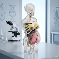 Modelo Anatómico de Embarazo 4D, Kit Transparente de la Estructura del Cuerpo Humano, Modelo de Ciencia para Armar, Juguete Educativo para Niños