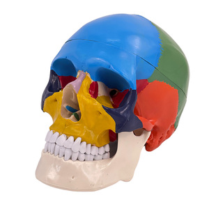 Modèle de crâne humain médical, modèle de crâne simulé à l'échelle 1:1, Département de Neurologie, Modélisation fonctionnelle colorée des zones du crâne - Product Image 1