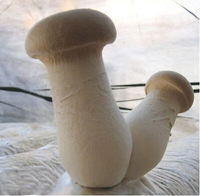 Échantillon Gratuit d'Extrait de Champignon Oyster de Qualité Alimentaire, Polysaccharide 50% en Poudre, Vitamine, Biologique, Certifié ISO9001, Emballé sous Vide