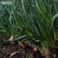 Importateur de légumes surgelés IQF / Légumes surgelés chinois / Légumes surgelés IQF en vrac / Oignon vert surgelé IQF