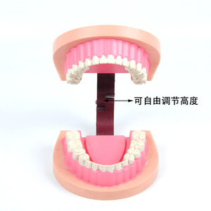 แบบจำลองฟันเด็ก J39052 อุปกรณ์ทดลองวิทยาศาสตร์ระดับประถมศึกษา เครื่องมือชีววิทยาระดับมัธยมศึกษา การสอน - Product Image 5