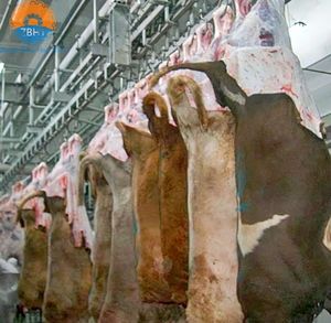 Équipement d'abattage de bétail <span class=keywords><strong>halal</strong></span> de qualité industrielle ZBHT, personnalisable, avec garantie d'un an pour l'utilisation par les boucherons dans l'abattoir - Product Image 2