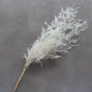 Plantas de helecho <span class=keywords><strong>Ming</strong></span> de alta calidad, hojas de flores secas, flores preservadas, helechos de espárragos para bodas - Product Image 2